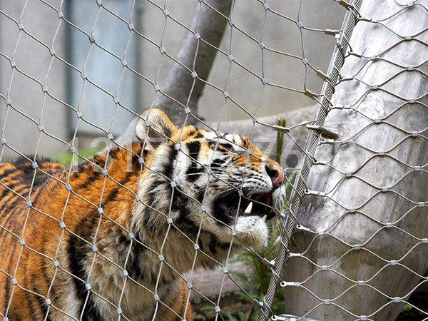 虎獅豹圍網(wǎng) 猛獸籠舍網(wǎng)案例